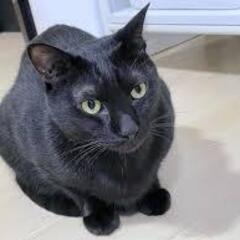 ミックス　オス二匹　9歳