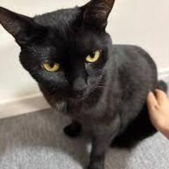 ミックス　オス二匹　9歳 - 猫
