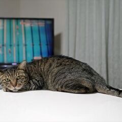 ミックス　オス二匹　9歳 − 埼玉県