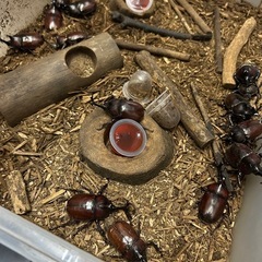 カブトムシ　成虫　一匹300円