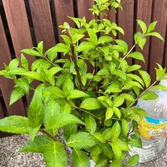 ①紫陽花ラグランジアの画像