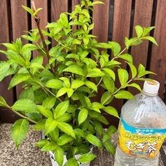 ①紫陽花ラグランジア
