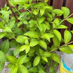 ①紫陽花ラグランジアの画像