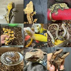 ⑭🐍爬虫類専門LINEOpenChat　　　　　✨レプリストハチュグル🦎　　　　　新規参加メンバー大募集‼️ - チャット