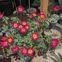 薔薇　カクテル　半つるタイプ