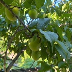 木まるごと1本分の南高梅の実