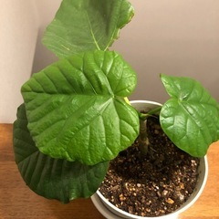 観葉植物🪴ウンベラータ
