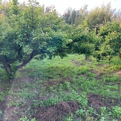 木まるごと1本分の南高梅の実の画像