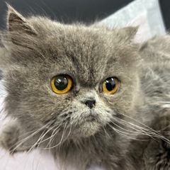 エキゾチックショートヘア　♀