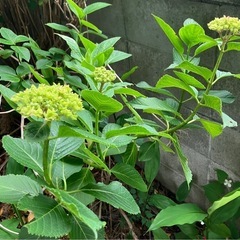 紫陽花(ピンク)切り花
