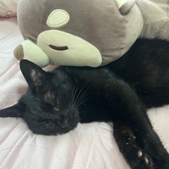 黒猫ちゃん♀