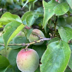 木まるごと1本分の南高梅の実の画像