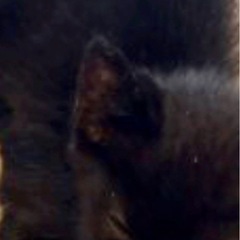 商売繁盛に人気の黒猫