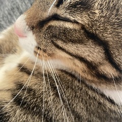 1歳のオス猫ちゃんです。