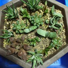 多肉植物いろいろ