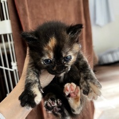 ニナちゃん🐱サビ猫