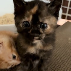ニナちゃん🐱サビ猫