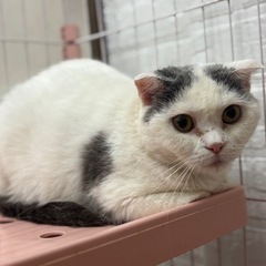 スコティッシュフォールド　♀