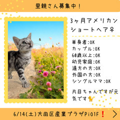 里親募集中！3ヶ月アメリカンショートヘア♀(⋈◍＞◡＜◍)。✧♡
