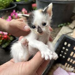 三毛の子猫　里親募集