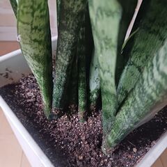 2000円　サンセベリア　観葉植物　インテリアグリーンの画像