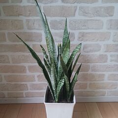 2000円　サンセベリア　観葉植物　インテリアグリーンの画像