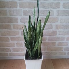 2000円　サンセベリア　観葉植物　インテリアグリーンの画像