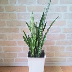2000円　サンセベリア　観葉植物　インテリアグリーン