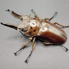 【新成虫】【♂70mm】ババオウゴンオニクワガタ ♂♀ペア