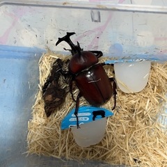 カブトムシ、クワガタムシ販売
