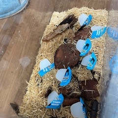 カブトムシ、クワガタムシ販売 − 茨城県