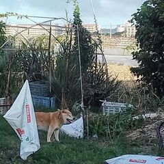迷い犬だと思います
