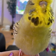 ジャンボセキセイインコ