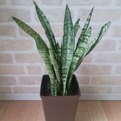 2000円　サンセベリア　サンスベリア　観葉植物　室内グリーン　...