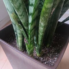 2000円　サンセベリア　サンスベリア　観葉植物　室内グリーン　インテリアグリーンの画像