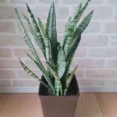 2000円　サンセベリア　サンスベリア　観葉植物　室内グリーン　インテリアグリーンの画像
