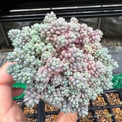 多肉植物　パープルヘイズ  ぷくぷく