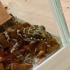 イトコホソユビヤモリとマレーホソユビヤモリ入荷SALE