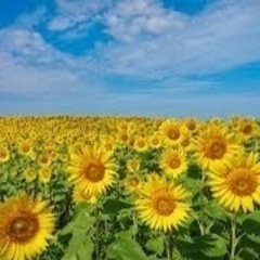 ヒマワリや紫陽花など譲ってください