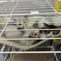 🐈里親募集🍀🐈