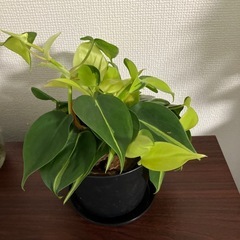 フィロデンドロン