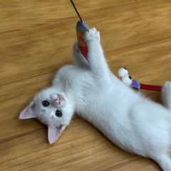(6/10写真更新)白猫♂ 生後2ヶ月程度　激かわ🧡