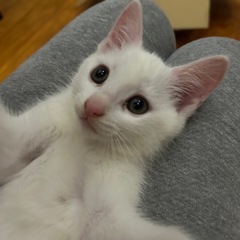 (7/4写真更新)白猫♂ 生後3ヶ月程度　激かわ🧡