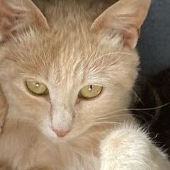 珍しいきれいなミルクテイ色のチャトラ