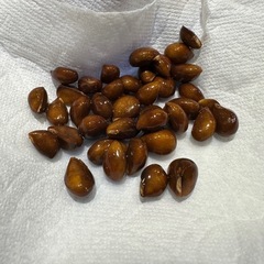 枇杷の種