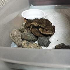 分かる方！この子の種類など教えて欲しいです🐸