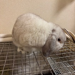 ウサギ (ホーランドロップ) 