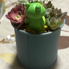 多肉植物の寄せ植えの画像