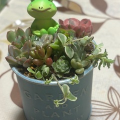 多肉植物の寄せ植え