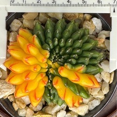 サボテンギムノカリキュウムの画像